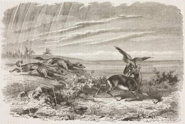 Gazelle brought down by hawk and chased by hounds, Iran, drawing by Duhousset, from Hunting in Persi